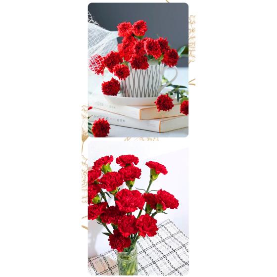 Carnation red